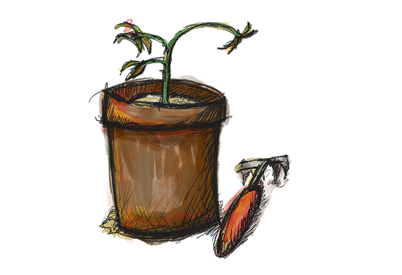 a small wilted plant in a pot